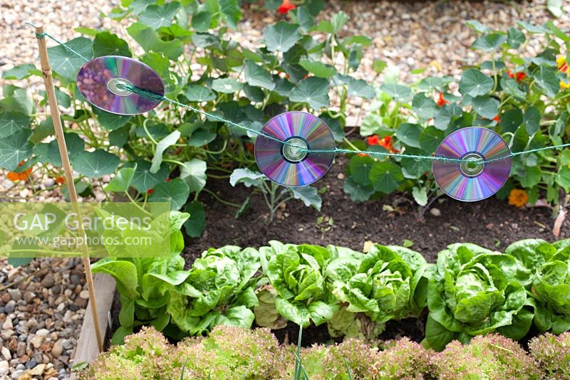 Step-by-step - Creating string of CD's to keep birds away from vegetable beds