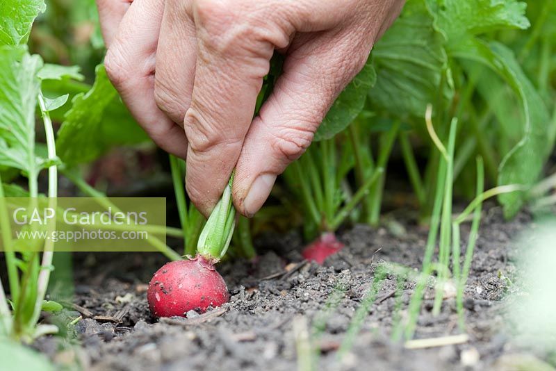 Step-by-step - Growing radish 'Scarlet Globe' and harvesting in early summer