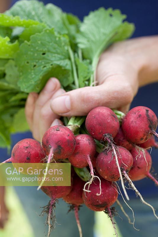 Step-by-step - Growing radish 'Scarlet globe' and harvesting in early summer