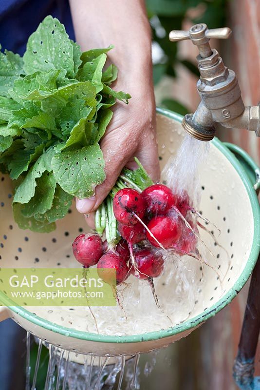 Step-by-step - Growing radish 'Scarlet globe' and harvesting in early summer, washing