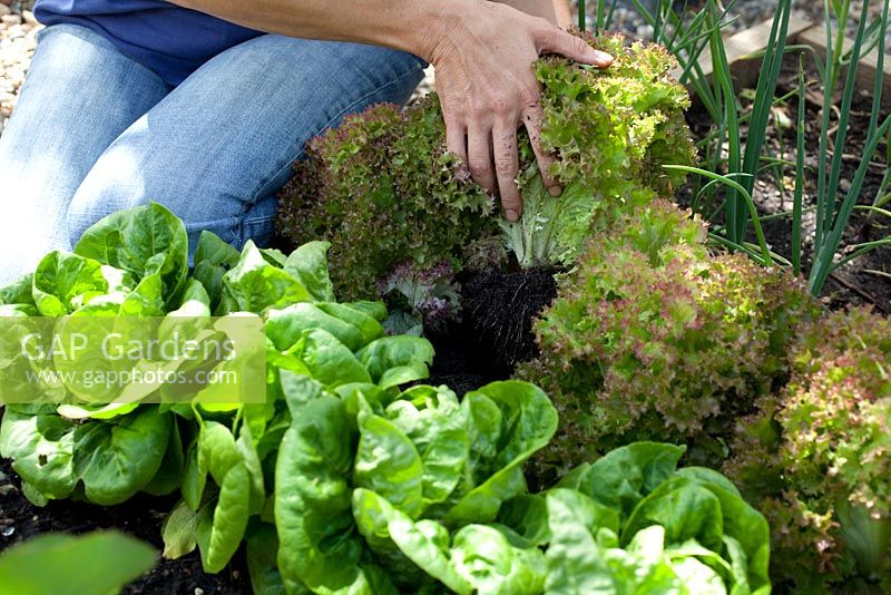 Step-by-step - Growing lettuces 'Lollo Rosso' and 'Little Gem' in raised bed