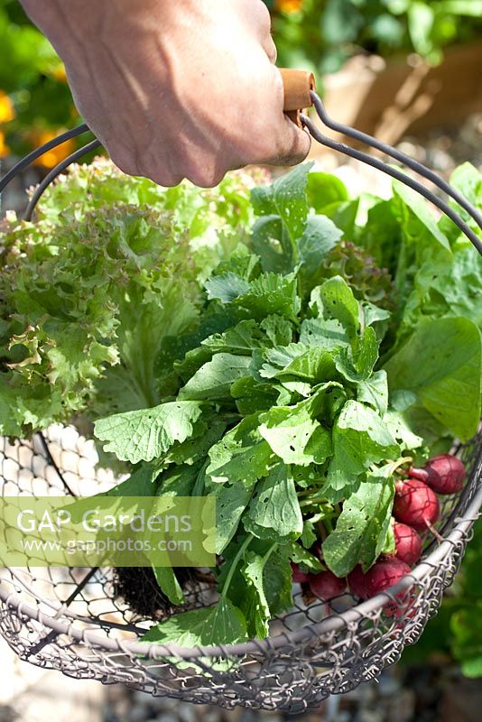Step-by-step - Growing radish 'Scarlet globe', lettuces 'Lollo Rosso' and 'Little Gem' in raised bed 