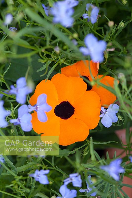 Lobelia 'Fontain Blue' and Thunbergia alata syn. Black eyed Susan Step-by-step - Planting an orange and blue container 