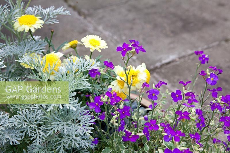 Aubrieta 'Dr Mules Variegata' with Artemisia 'Powis Castle' and Argyranthemum 'Crested Yellow'