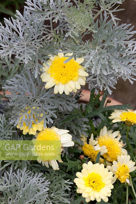 Artemisia 'Powis Castle' with Argyranthemum 'Crested Yellow'