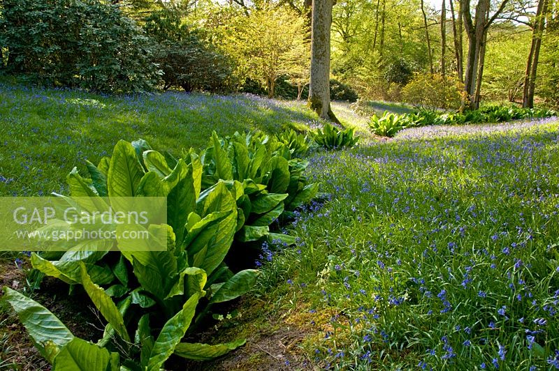 Lysichitum americanum - Yellow Skunk Cabbage, amongst the Bluebells - High Beeches gardens in spring, West Sussex 
 