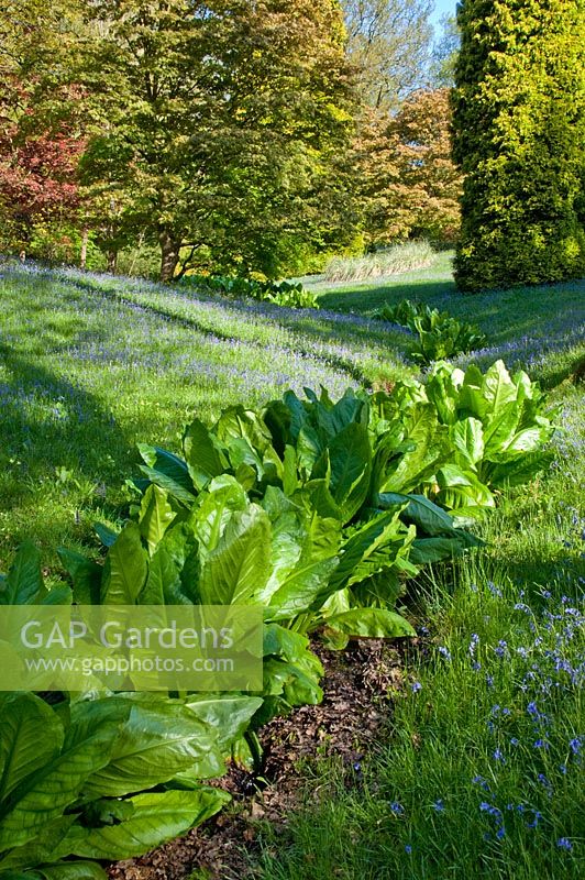 Lysichitum americanum - Yellow Skunk Cabbage, amongst the Bluebells - High Beeches gardens, West Sussex 
