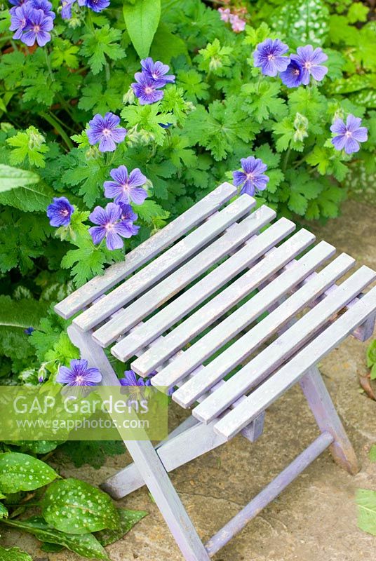 Garden seat with purple flowered hardy Geranium x magnificum
