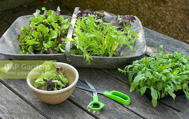 Cutting young salad leaves