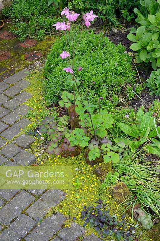 Rustic brick path edge with informal border planting, Norfolk, UK, June