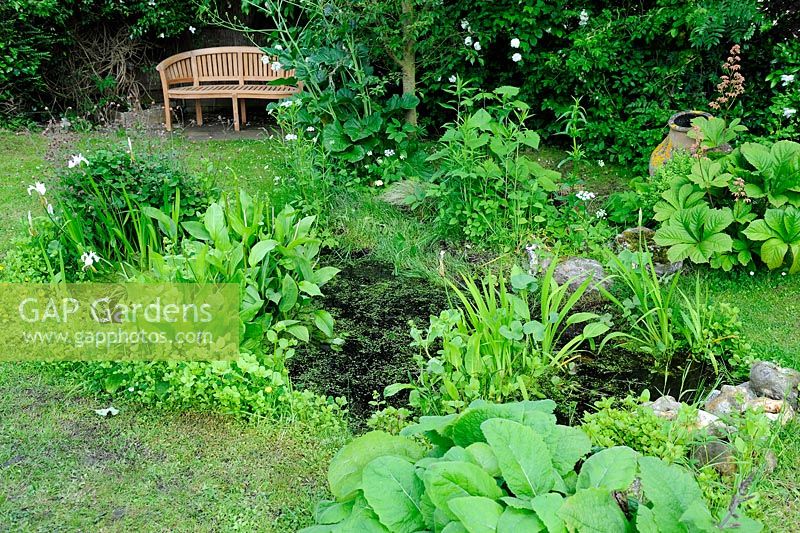 Damp area with garden pond and marginal planting, Norfolk, UK, June