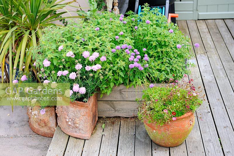 Container alpines and herbs on wooden decking, Norfolk, UK, June