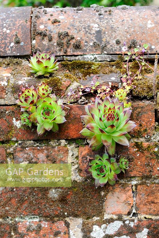 Sempervivums established on old red brick wall, Norfolk, UK, June