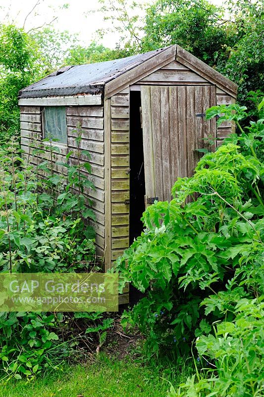 Overgrown garden shed, Norfolk, UK, June