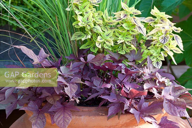 Terracotta pot with lively coloured foliage of  Ipomea batatas