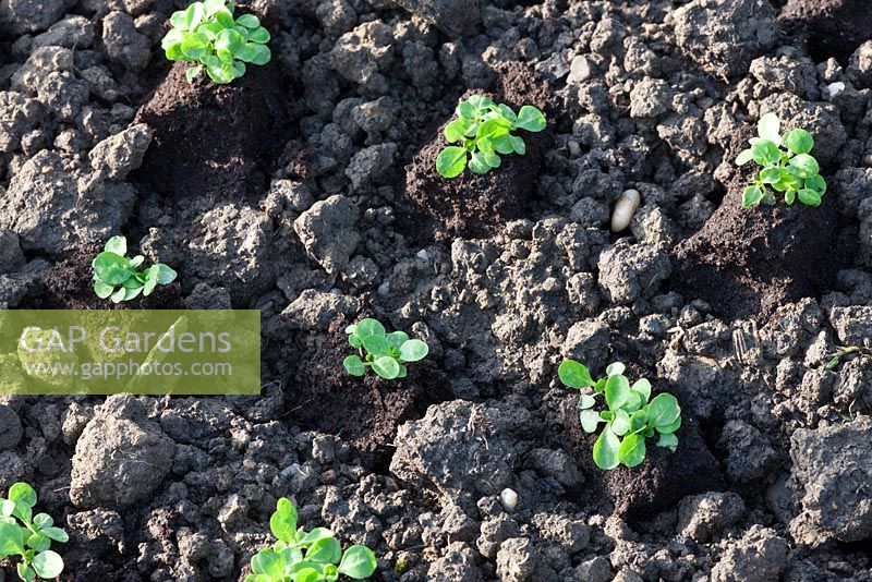 Valerianella locusta - Recently planted lambs lettuce