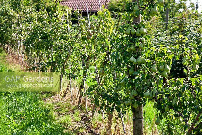 In a fruit plantation, pears are trained with the help of bamboo canes