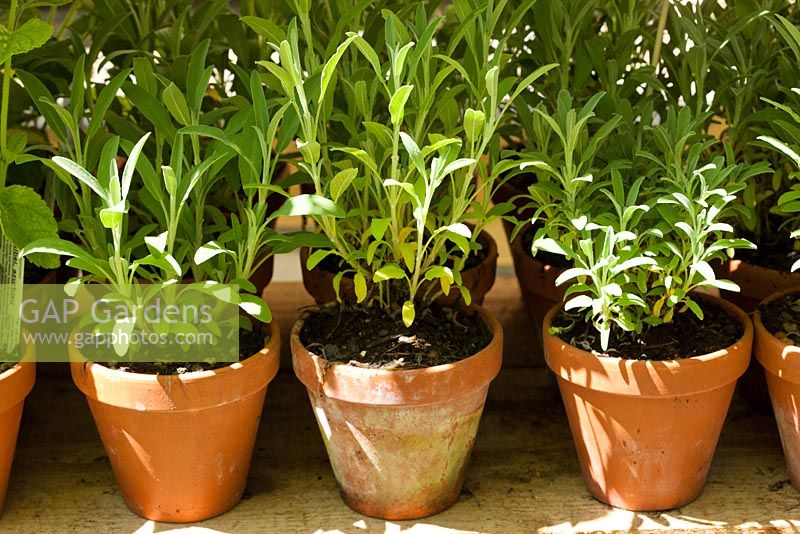 Clay pots with Salvia lavandulifolia 