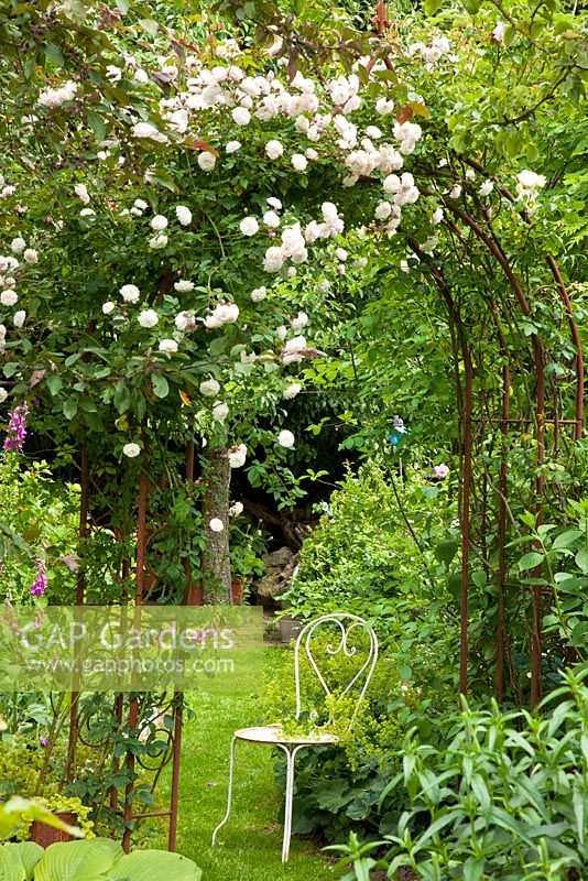 White bistro styled garden chair under rose arch with Alchemilla mollis and Digitalis purpurea