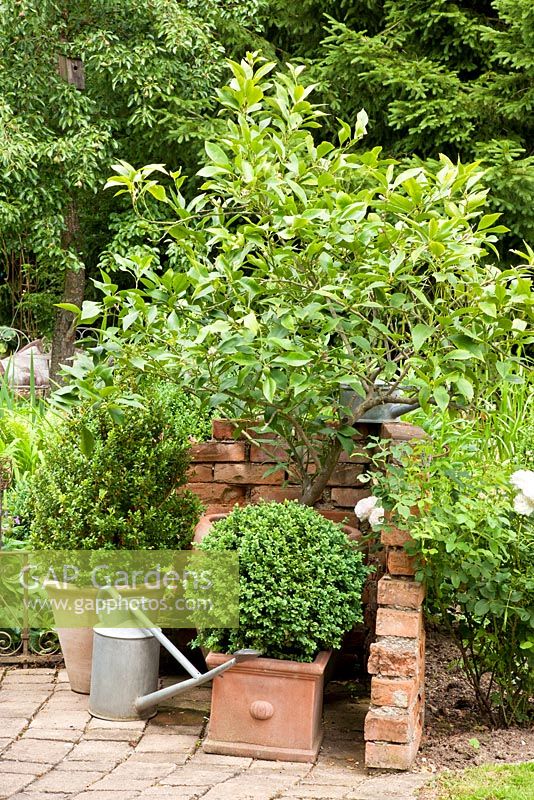 in the angle of a brick stone wall, plants in terracotta pots and a tin watering can