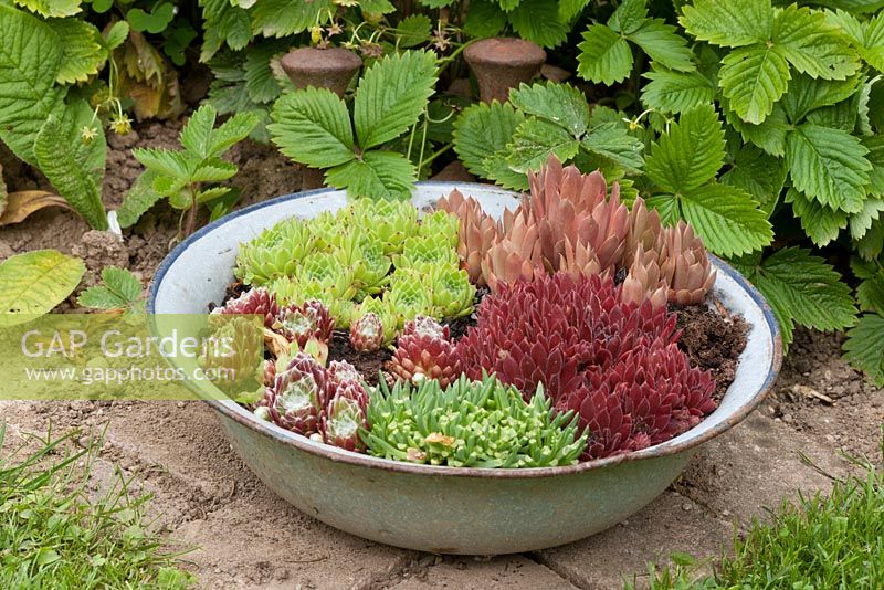 In an enamel bowl, planting of Fragaria vesca and Sempervivum