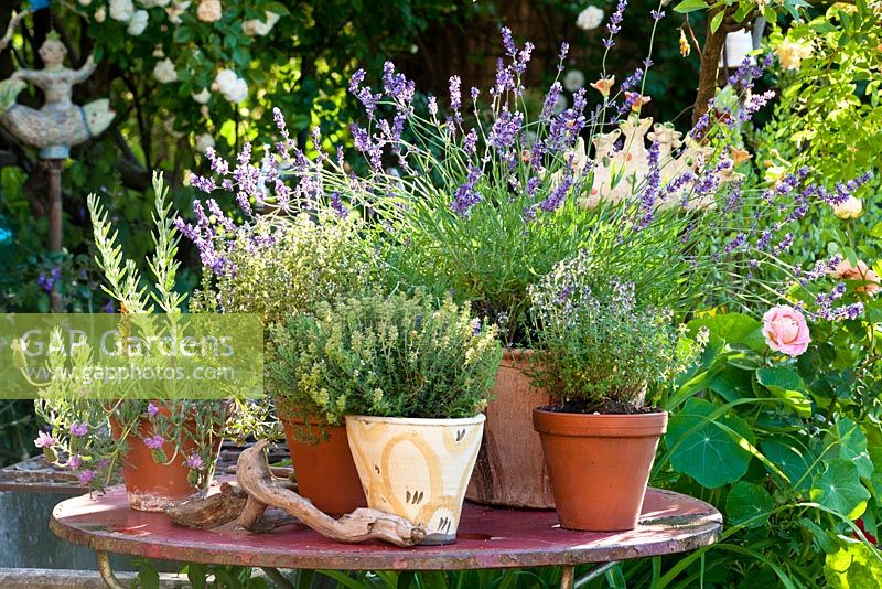 Display of Herbs in clay pots on metal table - Lavandula angustifolia, Lavandula stoechas, Rosa, Thymus