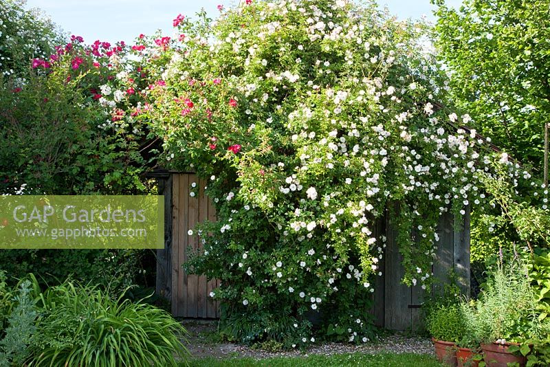 Rosa 'Rambling rector' - Climbing rose  arching over garden shed