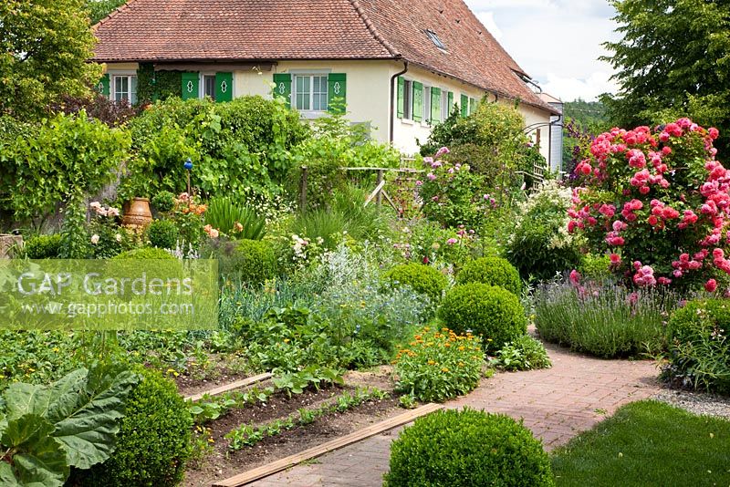 German house and garden with box spheres, roses and a mixture of flowers and vegetables- 'Rosarium Uetersen',  Buxus, Calendula officinalis, Lavandula angustifolia, Nigella damascena and Vitis