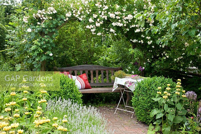 Wooden bench with cushions under a rose arch next to Rosa 'Lykkefund', Buxus,  Phlomis russeliana