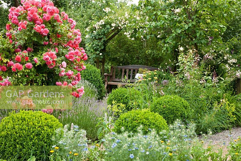Wooden bench under rose arch in a garden with box spheres. Plants are Rosa 'Rosarium Uetersen', Buxus, Lavandula angustifolia, Nigella damascena and Phlomis russeliana 