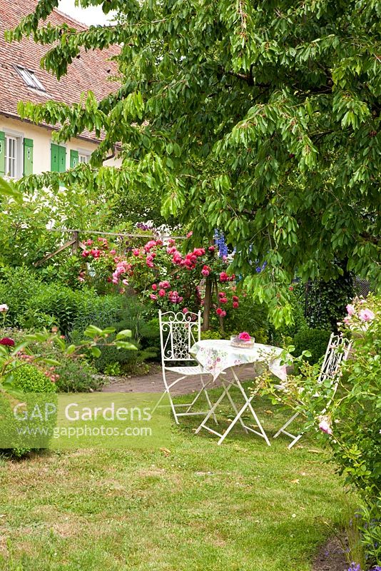 White painted metal garden furniture next to cherry tree and Rosa 'Leonardo da Vinci'