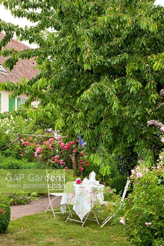 Bistro styled garden furniture in front of a house with window shutters and perennial border. Rosa 'Leonardo da Vinci', Buxus, Delphinium Elatum-Grp., Dianthus barbatus, Gillenia trifoliata and Prunus avium