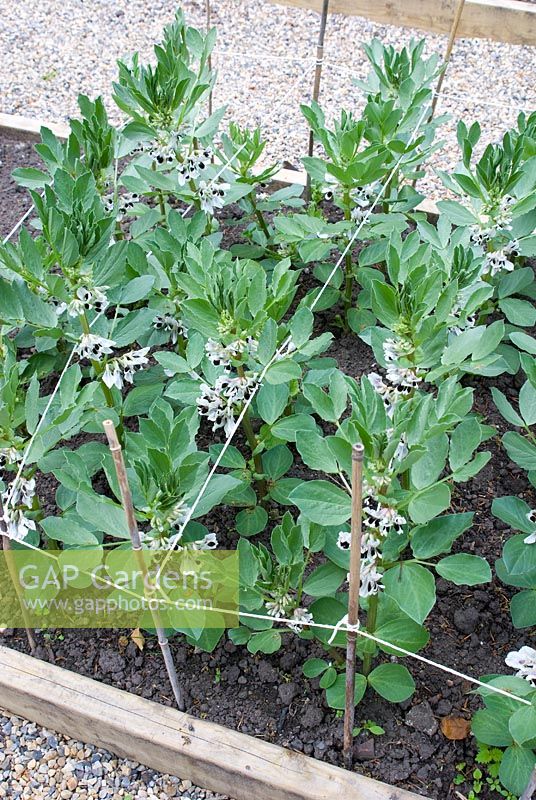 Vicia faba 'The Sutton' - Broad Bean in raised bed and supported with string and canes