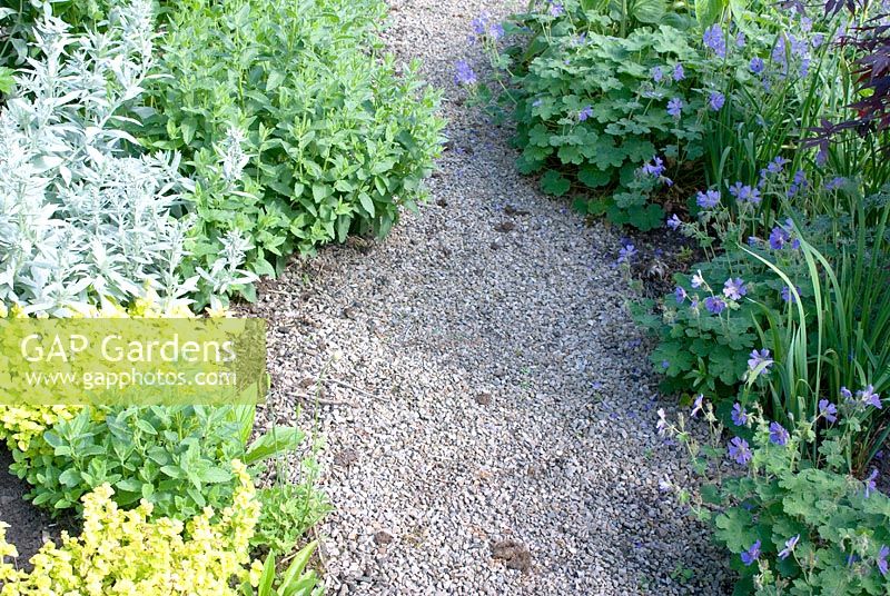 Summer borders with Origanum vulgare 'Aureum', Artemisia ludoviciana 'Valerie Finnis' and Geranium 'Philippe Vapelle' softening the edges of a gravel path.