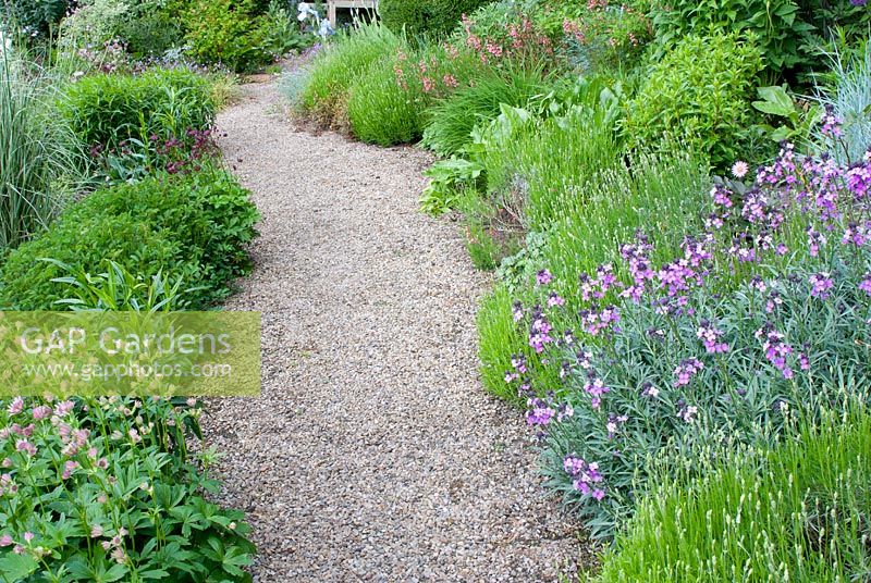 Attractive summer beds of perennials including Erysimum 'Bowles's Mauve', Lavandula 'Hidcote Blue' and Astrantia softening the edge of a gravel path at Church View Appleby-in-Westmorland, Cumbria. The garden is open for The National Garden Scheme.