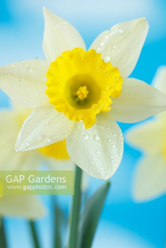 Narcissus 'Topolino' AGM Daffodil Div 1