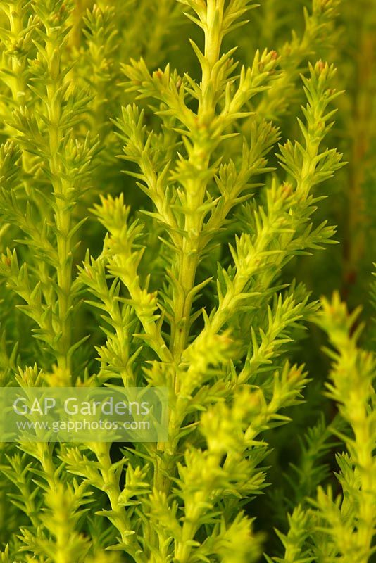 Cupressus macrocarpa 'Goldcrest' AGM 