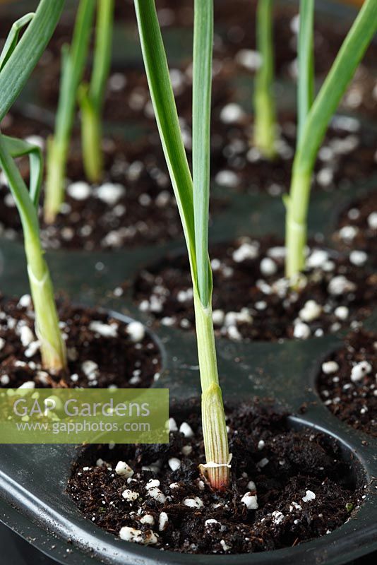 Allium sativum 'Casablanca' Garlic plants started early in multi-cell tray