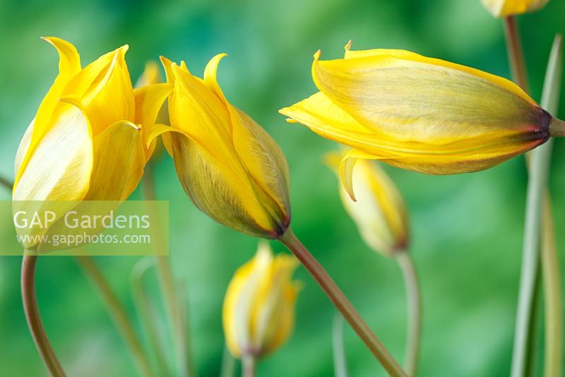 Tulipa sylvestris - Wild tulip