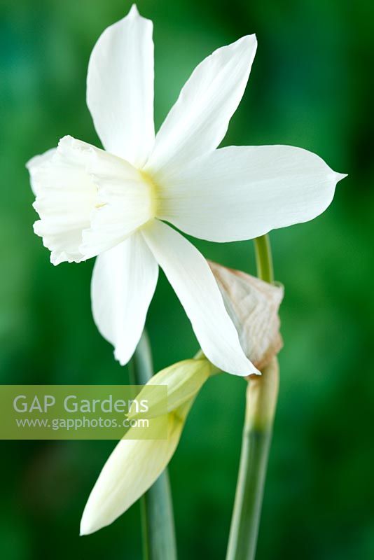 Narcissus 'Thalia'. Daffodil Div 5 Triandrus  