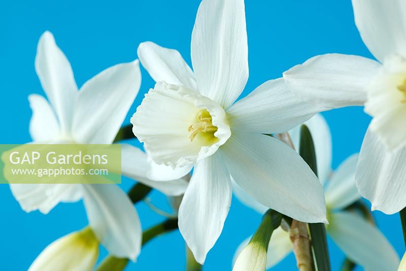 Narcissus 'Thalia'. Daffodil Div 5 Triandrus 