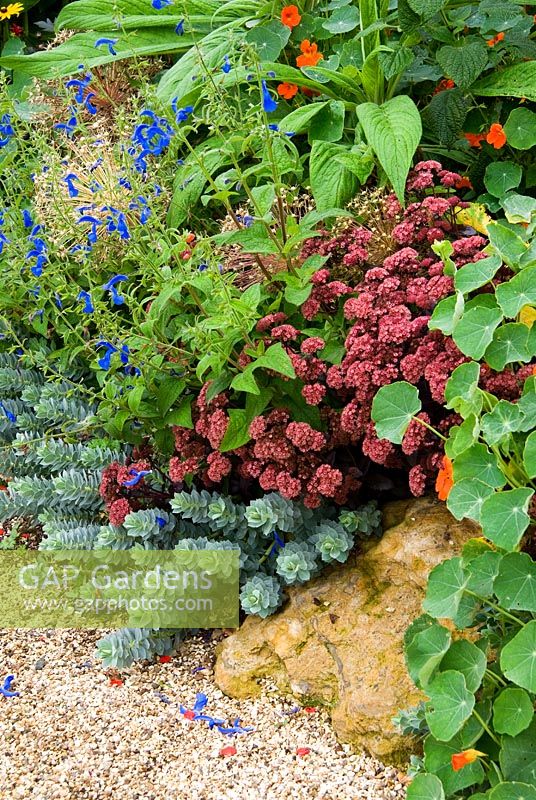 Border in the Collector Earl's Garden features a colourful mix of Euphorbia myrsinites, deep red sedum, nasturtiums, rudbeckias and blue Salvia patens