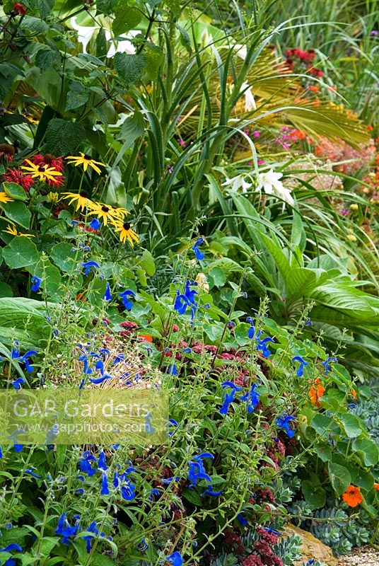 Border in the Collector Earl's Garden features a colourful mix of Euphorbia myrsinites, deep red sedum, nasturtiums, rudbeckias, white Crinum x powellii 'Album' and blue Salvia patens