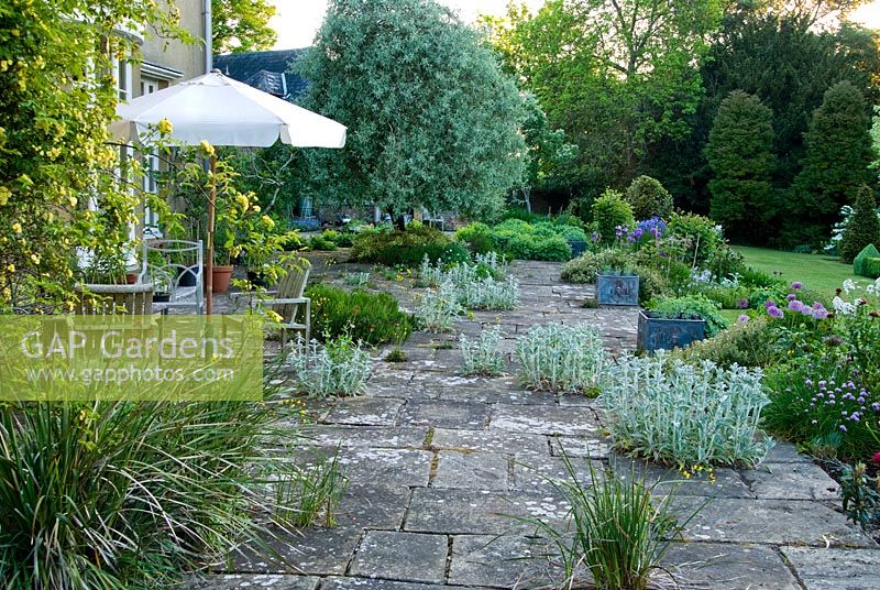 Stone terrace seeded with Alchemilla mollis and silvery stachys, with border of purples and whites and lawn beyond. Old Rectory, Pulham, Dorset, UK