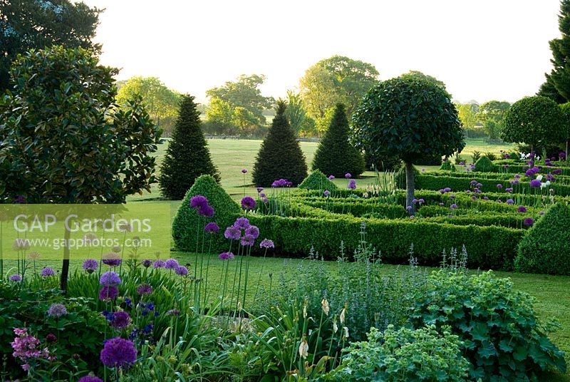 Parterre of box hedges containing standard bays, planted with santolina and Allium 'Purple Sensation' with yew pyramids and lawn stretching out toward a ha ha and Dorset countryside beyond. Old Rectory, Pulham, Dorset, UK