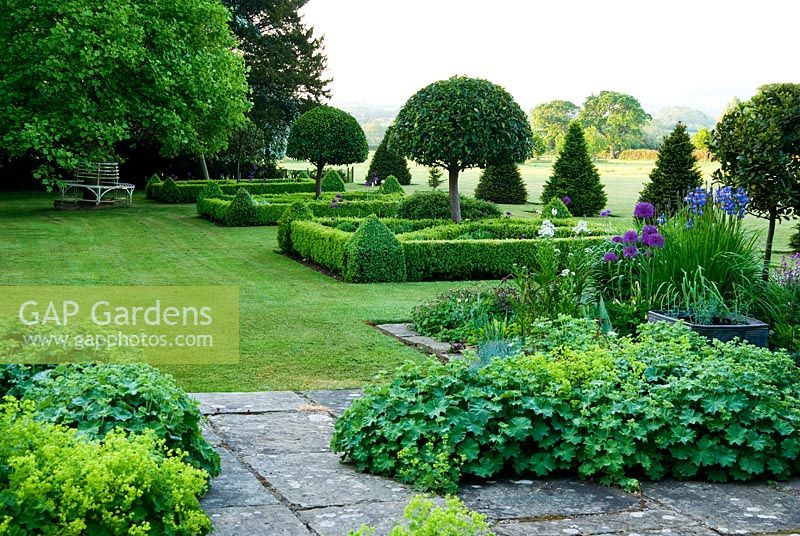 Alchemilla mollis seeded into terrace in foreground. Beyond is a parterre of box hedges containing standard bays, planted with santolina and Allium 'Purple Sensation' with yew pyramids and lawn stretching out toward a ha ha and Dorset countryside beyond. Old Rectory, Pulham, Dorset, UK