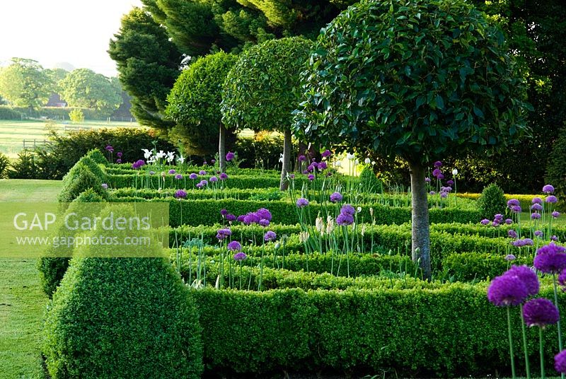 Parterre of box hedges containing standard bays, planted with santolina and Allium 'Purple Sensation' with yew pyramids and lawn stretching out toward a ha ha and Dorset countryside beyond. Old Rectory, Pulham, Dorset, UK 