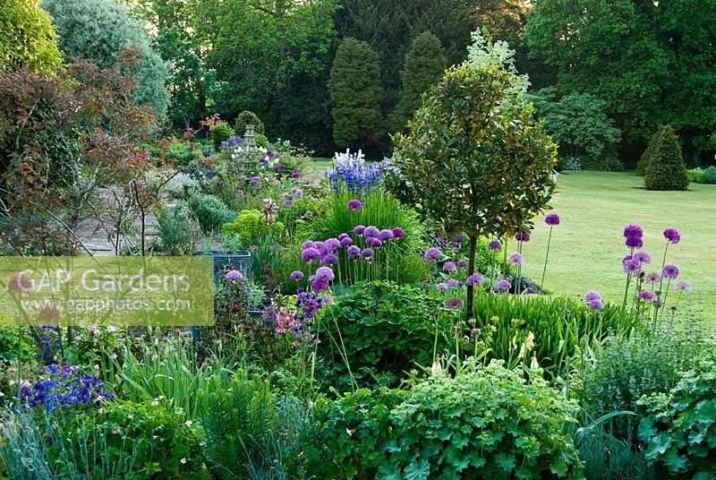 Borders of purple and white feature around the south side of the house, including Allium 'Purple Sensation', irises, Alchemilla mollis, old fashioned pinks and Rosa glauca. Old Rectory, Pulham, Dorset, UK