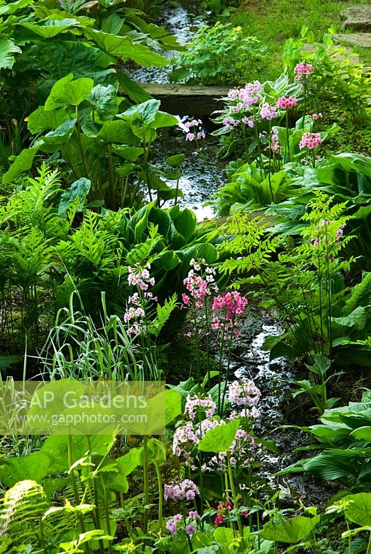 The bog garden, full of lush ferns, hostas, candelabra primulas, irises, rodgersias and persicarias. Old Rectory, Pulham, Dorset, UK