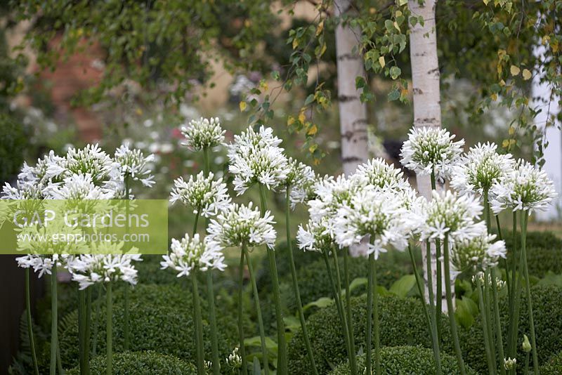 Agapanthus umbellatus 'Albus', Buxus sempervirens and Betula pendula - Silver Birch - Contemporary Contemplation  - RHS  Hampton Court Flower Show 2012.